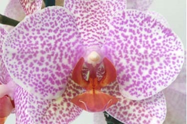 Orchid Variety Thumbnail Spots0.jpg